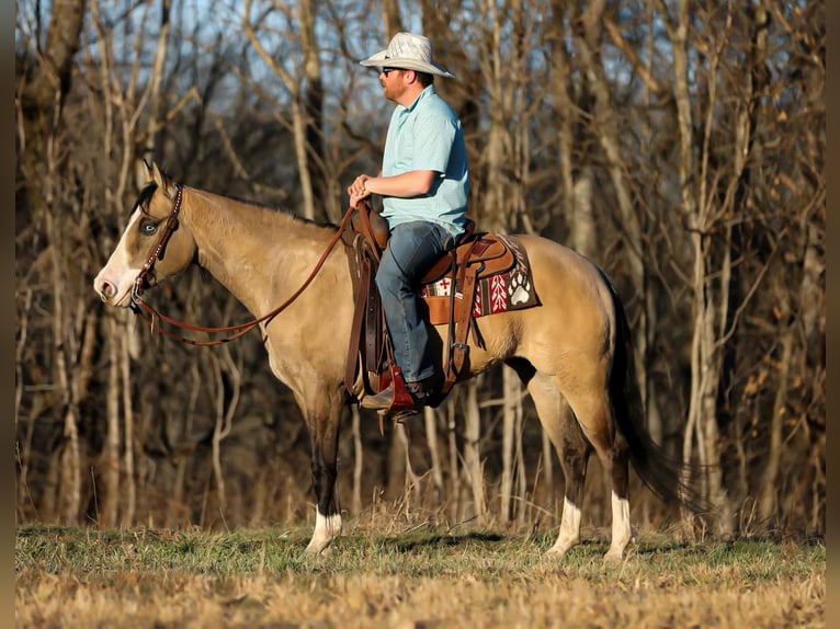 American Quarter Horse Merrie 5 Jaar 155 cm Buckskin in Santa Fe, TN