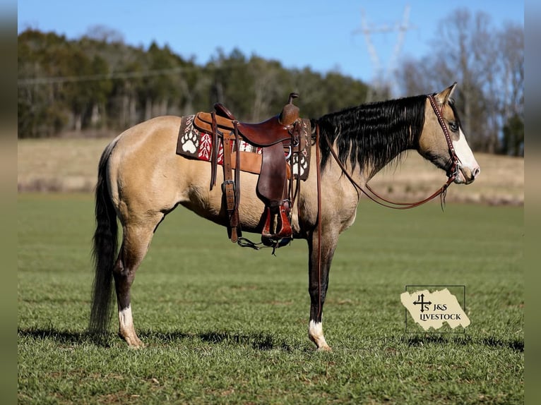 American Quarter Horse Merrie 5 Jaar 155 cm Buckskin in Santa Fe, TN