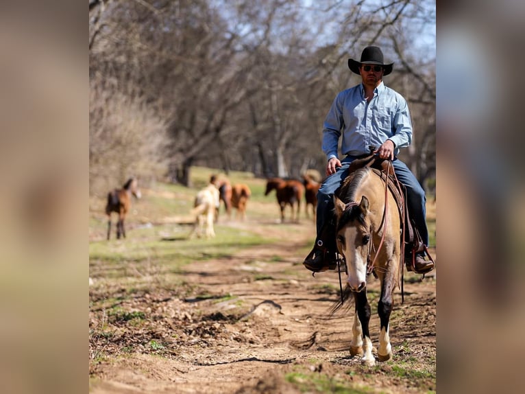 American Quarter Horse Merrie 5 Jaar 155 cm Buckskin in Santa Fe, TN