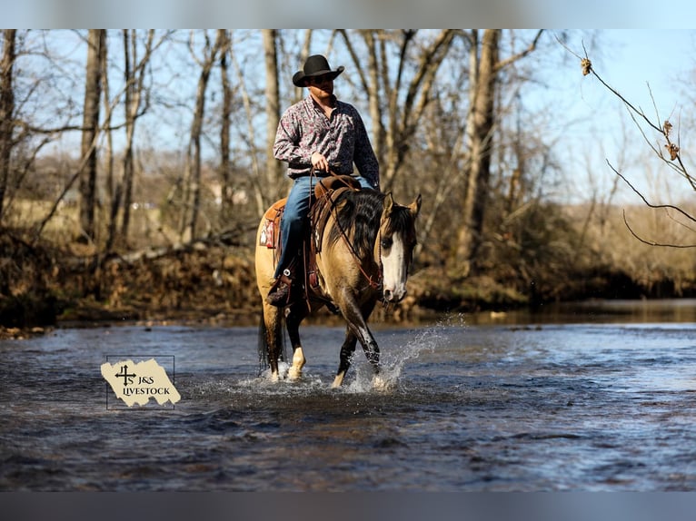 American Quarter Horse Merrie 5 Jaar 155 cm Buckskin in Santa Fe, TN