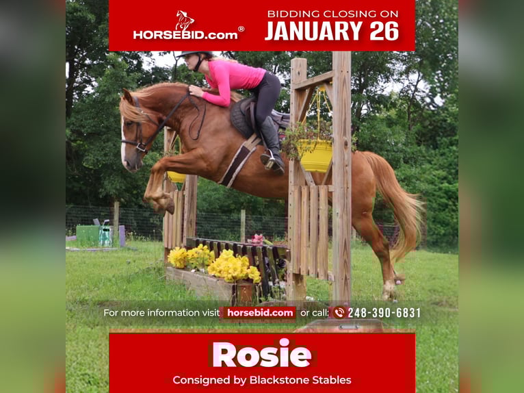 American Quarter Horse Mix Merrie 5 Jaar 155 cm Donkere-vos in Howell