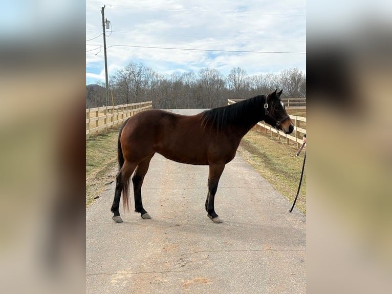 American Quarter Horse Merrie 5 Jaar 155 cm Roodbruin in Hickory