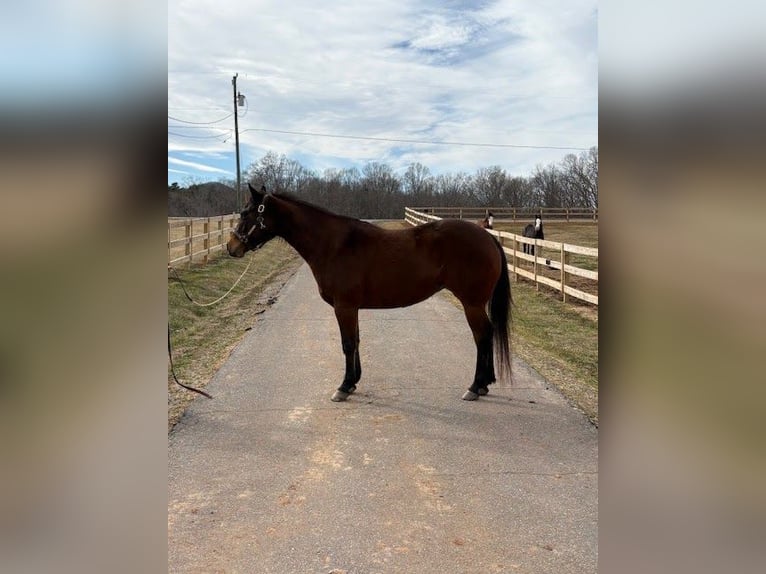 American Quarter Horse Merrie 5 Jaar 155 cm Roodbruin in Hickory