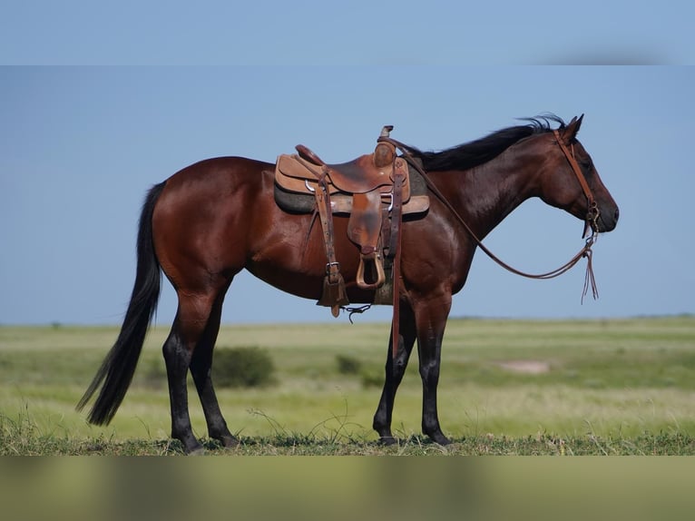 American Quarter Horse Merrie 5 Jaar 155 cm Roodbruin in Canadian, TX