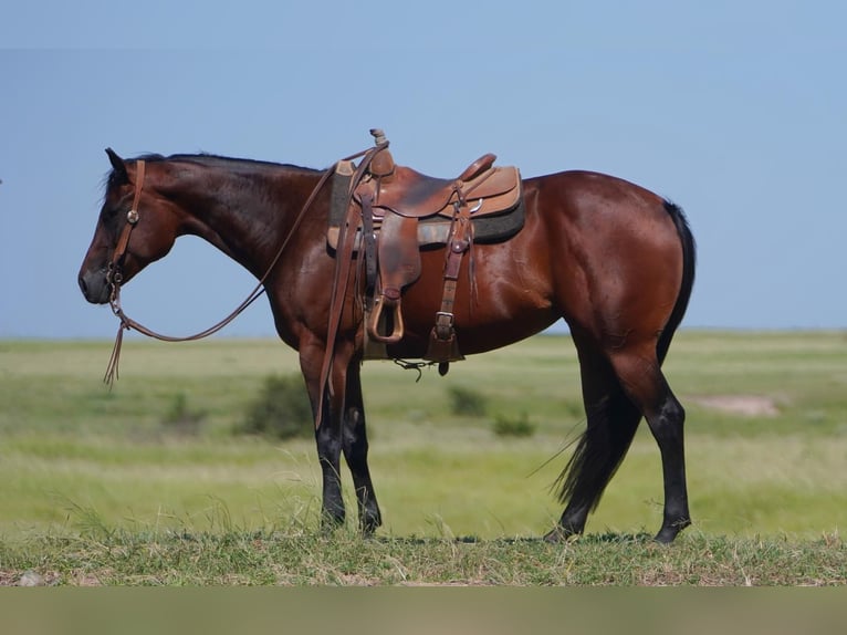 American Quarter Horse Merrie 5 Jaar 155 cm Roodbruin in Canadian, TX