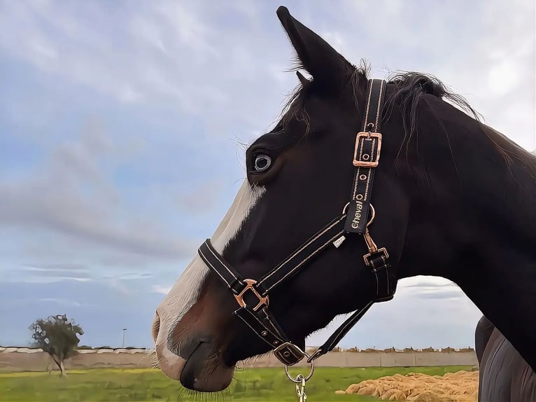 American Quarter Horse Merrie 5 Jaar 156 cm Bruin in Materamatera