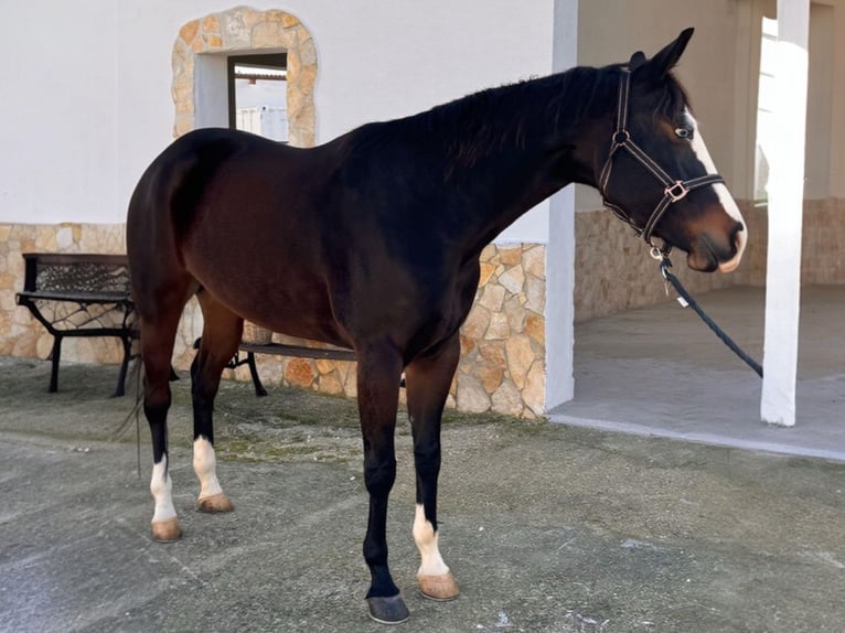 American Quarter Horse Merrie 5 Jaar 156 cm Bruin in Materamatera