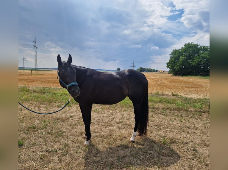 American Quarter Horse Merrie 5 Jaar 156 cm Zwart in Korntal-Münchingen