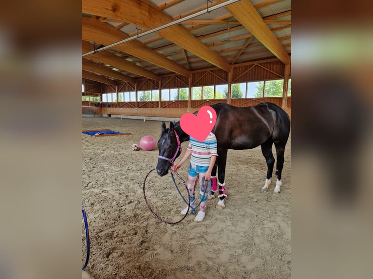 American Quarter Horse Merrie 5 Jaar 156 cm Zwart in Korntal-Münchingen