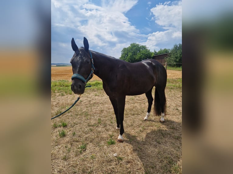 American Quarter Horse Merrie 5 Jaar 156 cm Zwart in Korntal-Münchingen