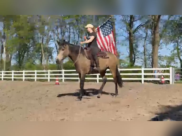 American Quarter Horse Mix Merrie 5 Jaar 157 cm Buckskin in Battenberg (Eder)