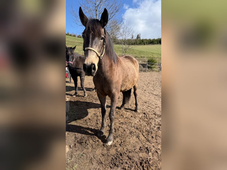 American Quarter Horse Mix Merrie 5 Jaar 157 cm Buckskin in Battenberg (Eder)