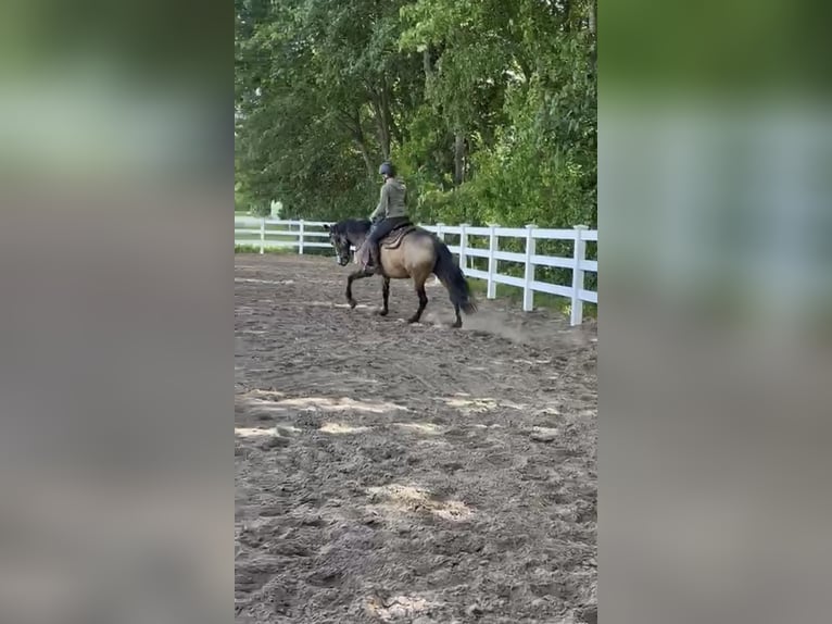 American Quarter Horse Mix Merrie 5 Jaar 157 cm Buckskin in Battenberg (Eder)