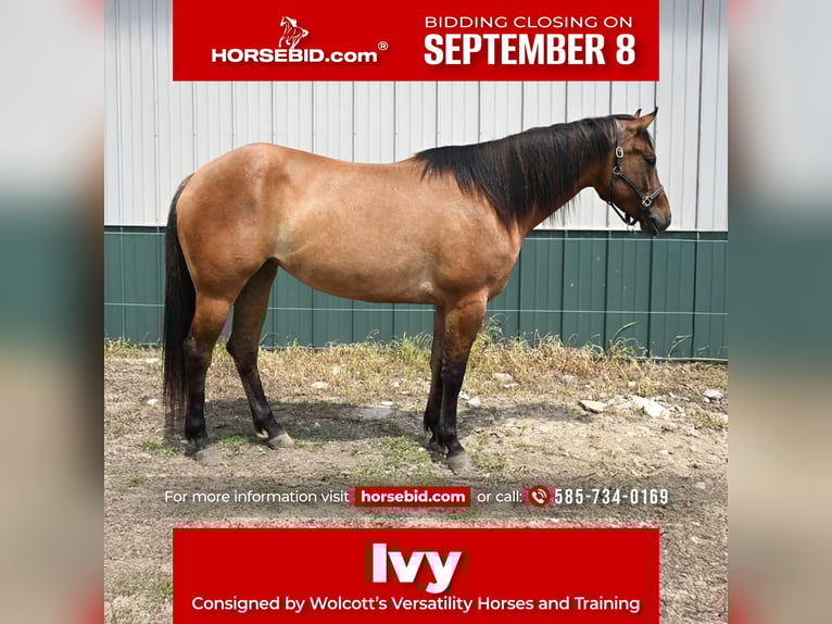 American Quarter Horse Merrie 5 Jaar 157 cm Falbe in Warsaw