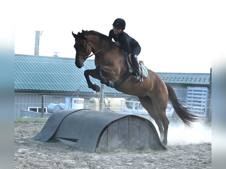 American Quarter Horse Merrie 5 Jaar 157 cm Falbe in Warsaw