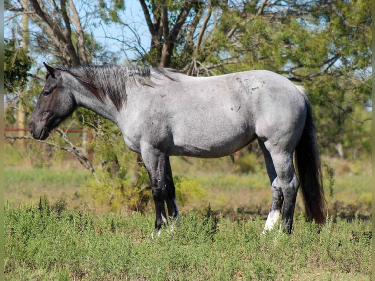 American Quarter Horse Merrie 5 Jaar 157 cm Roan-Blue in Stephenville TX