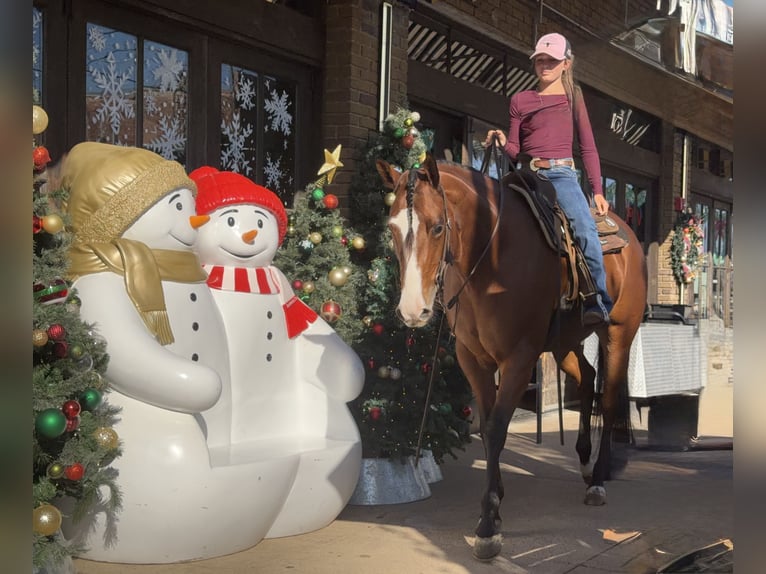 American Quarter Horse Merrie 5 Jaar 157 cm Roodbruin in Cleburne