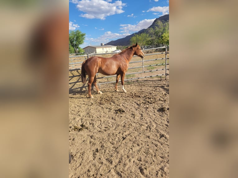 American Quarter Horse Merrie 5 Jaar 157 cm Roodvos in Las Cruces