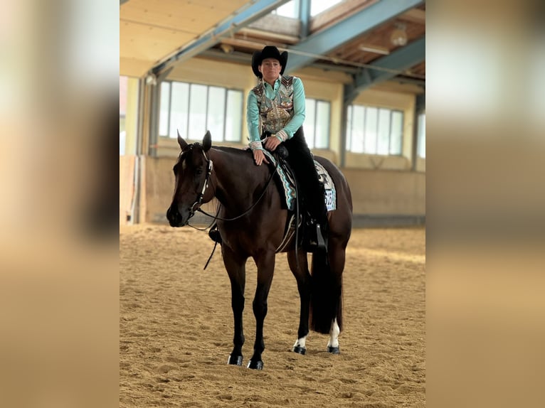 American Quarter Horse Merrie 5 Jaar 160 cm Bruin in Schlüsselfeld