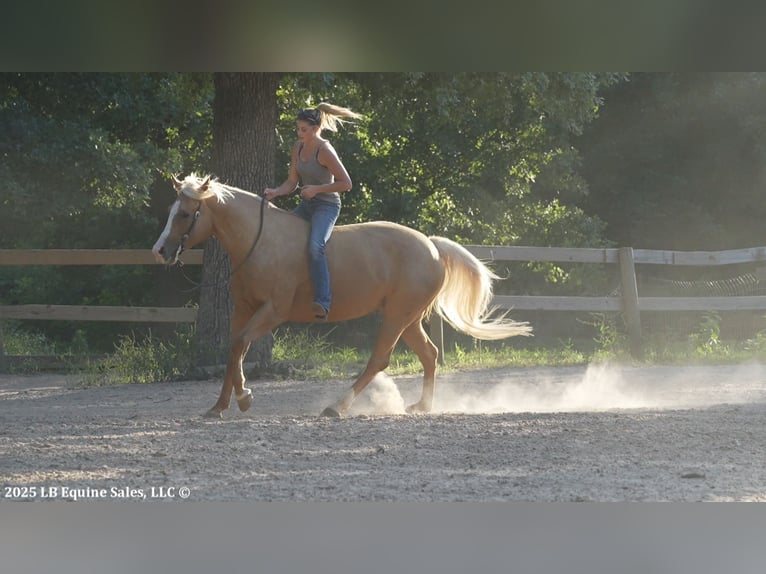 American Quarter Horse Merrie 5 Jaar 160 cm Palomino in Terrell, TX