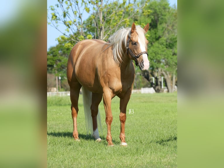 American Quarter Horse Merrie 5 Jaar 160 cm Palomino in Terrell, TX