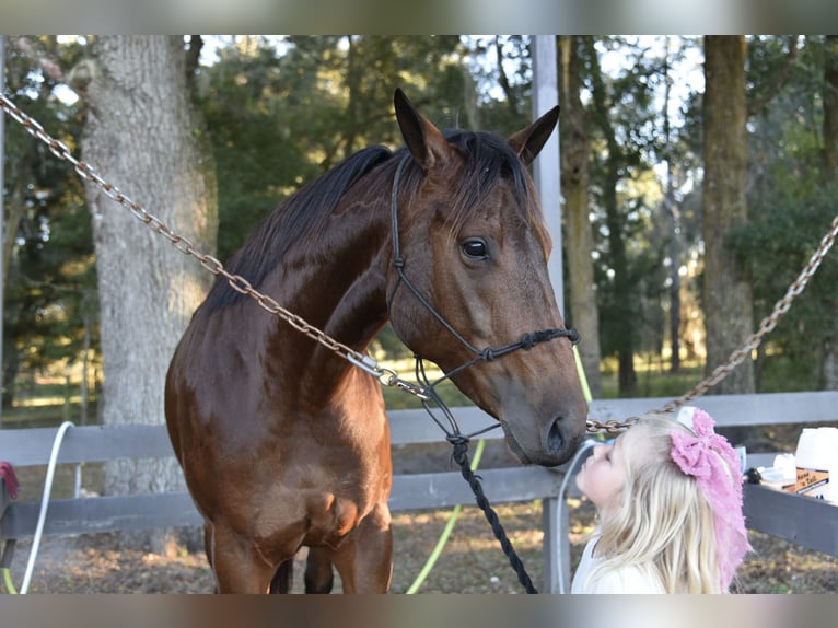 American Quarter Horse Merrie 5 Jaar 160 cm Roodbruin in Ocala