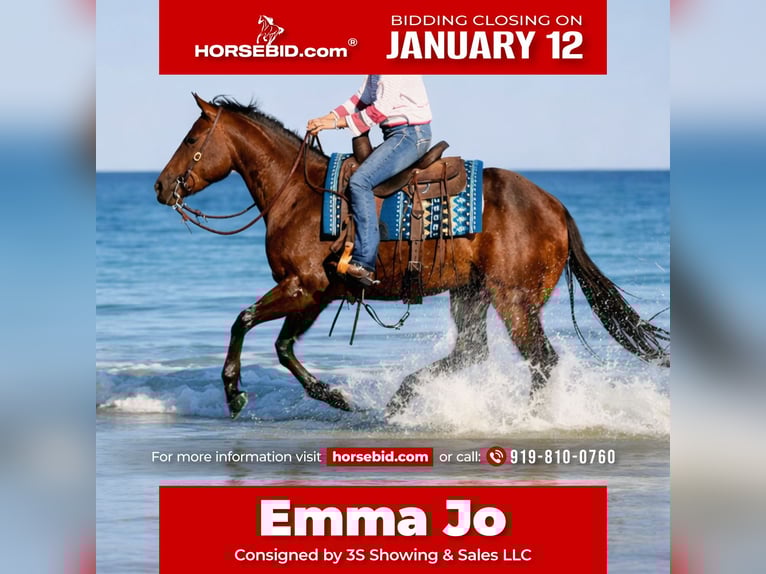 American Quarter Horse Merrie 5 Jaar 160 cm Roodbruin in Ocala