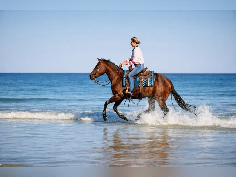 American Quarter Horse Merrie 5 Jaar 160 cm Roodbruin in Ocala