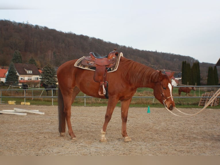 American Quarter Horse Merrie 5 Jaar 162 cm Vos in Meinhard