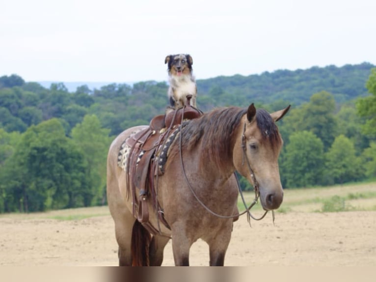 American Quarter Horse Mix Merrie 5 Jaar 163 cm Buckskin in Beaver Springs