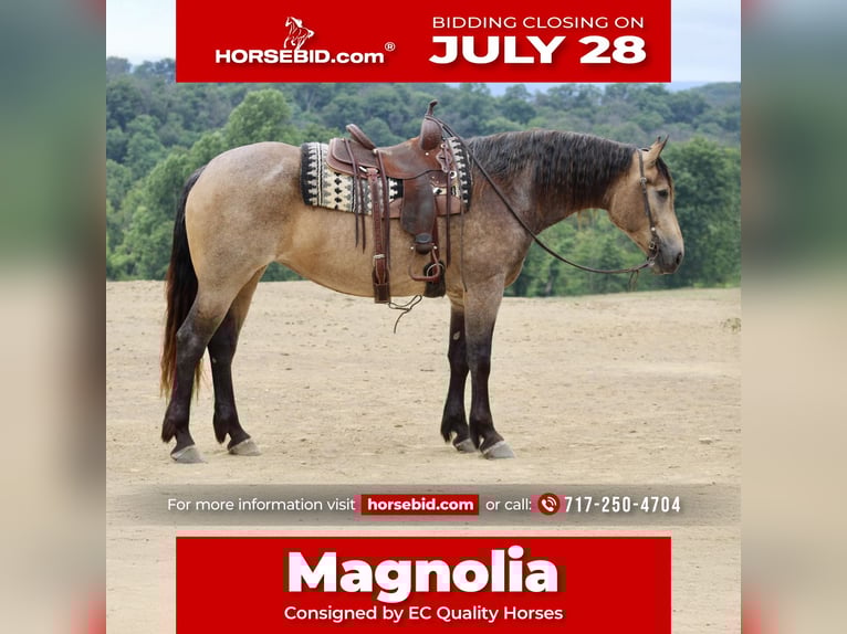 American Quarter Horse Mix Merrie 5 Jaar 163 cm Buckskin in Beaver Springs