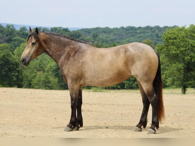 American Quarter Horse Mix Merrie 5 Jaar 163 cm Buckskin in Beaver Springs