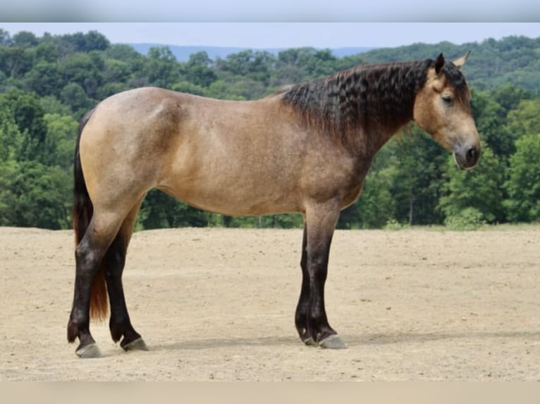 American Quarter Horse Mix Merrie 5 Jaar 163 cm Buckskin in Beaver Springs