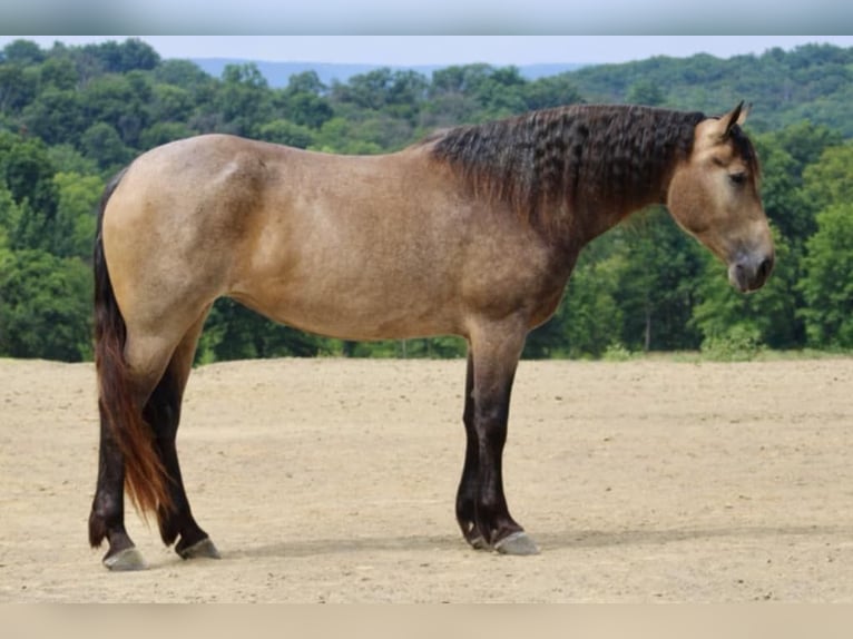 American Quarter Horse Mix Merrie 5 Jaar 163 cm Buckskin in Beaver Springs