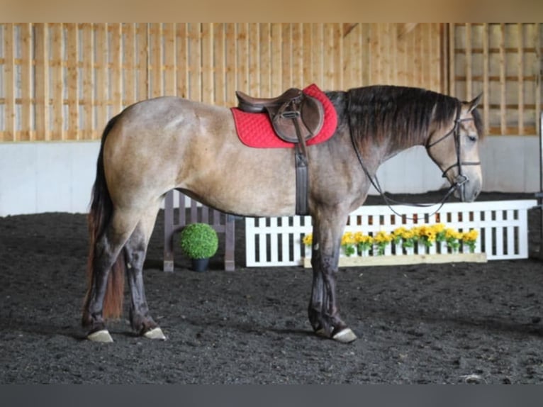 American Quarter Horse Mix Merrie 5 Jaar 163 cm Buckskin in Beaver Springs