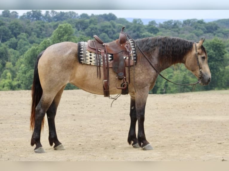 American Quarter Horse Mix Merrie 5 Jaar 163 cm Buckskin in Beaver Springs