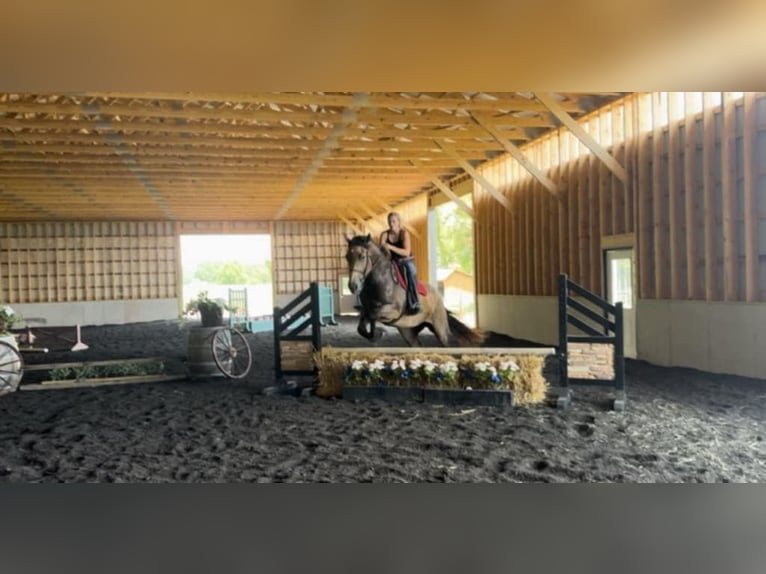 American Quarter Horse Mix Merrie 5 Jaar 163 cm Buckskin in Beaver Springs