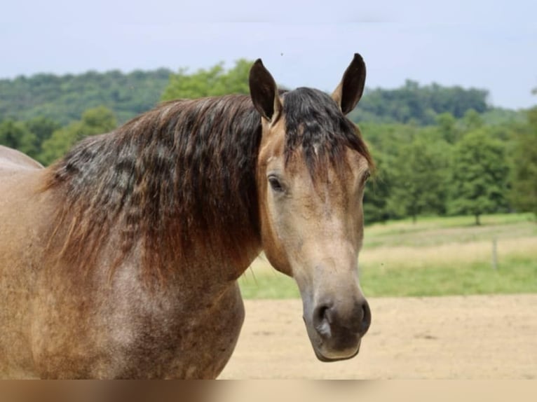American Quarter Horse Mix Merrie 5 Jaar 163 cm Buckskin in Beaver Springs