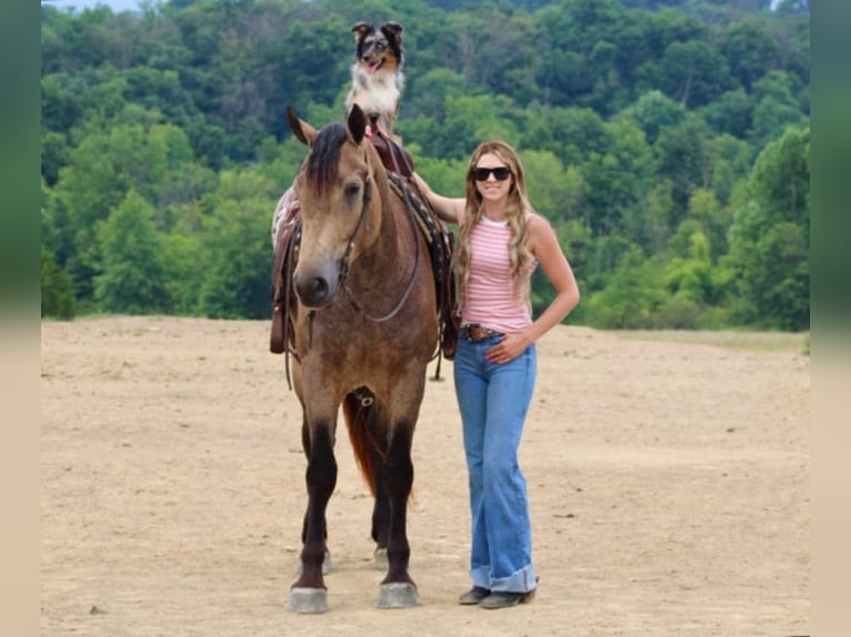 American Quarter Horse Mix Merrie 5 Jaar 163 cm Buckskin in Beaver Springs