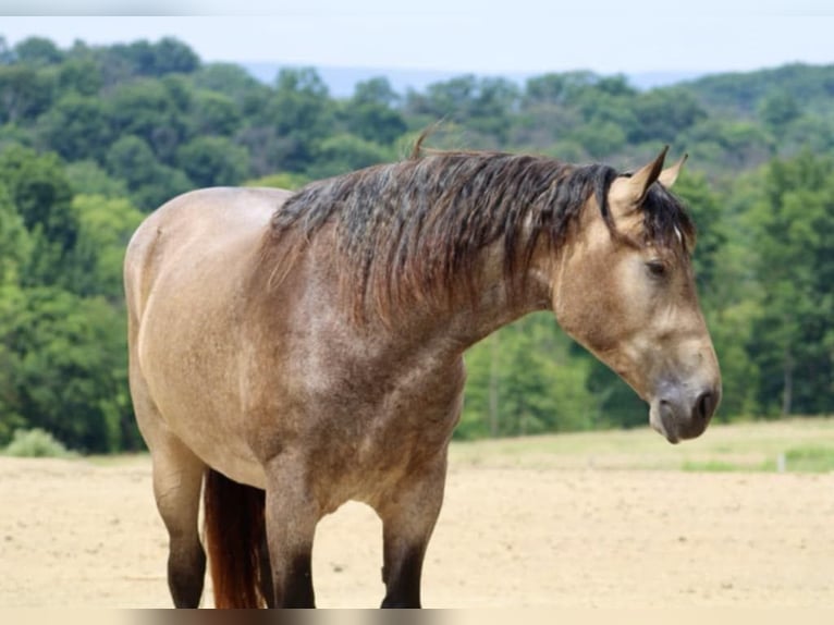 American Quarter Horse Mix Merrie 5 Jaar 163 cm Buckskin in Beaver Springs