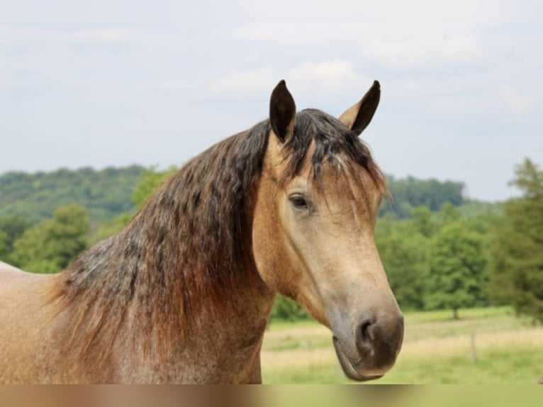 American Quarter Horse Mix Merrie 5 Jaar 163 cm Buckskin in Beaver Springs