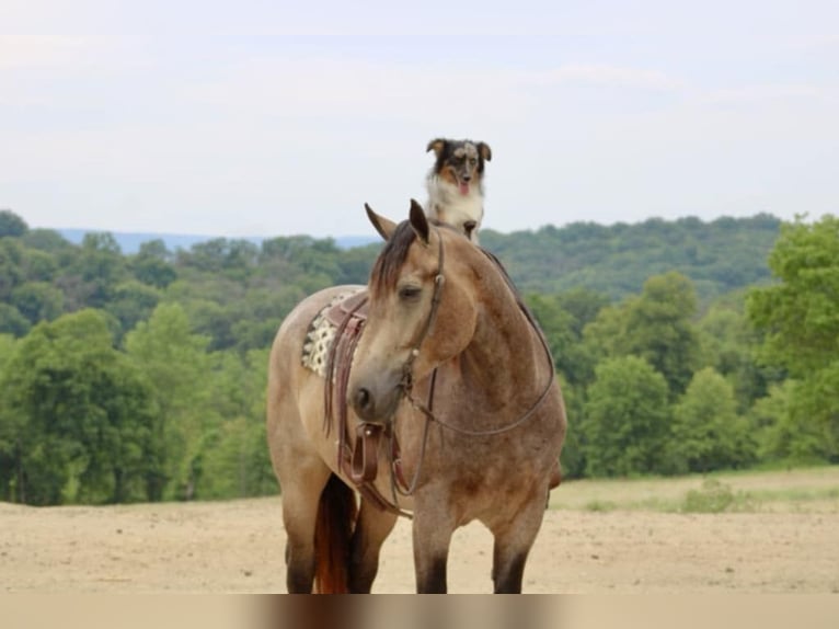 American Quarter Horse Mix Merrie 5 Jaar 163 cm Buckskin in Beaver Springs