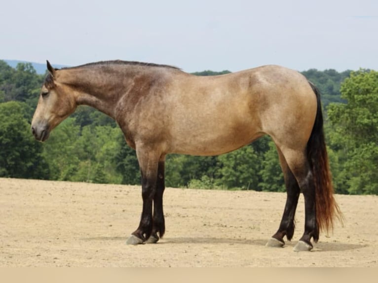 American Quarter Horse Mix Merrie 5 Jaar 163 cm Buckskin in Beaver Springs