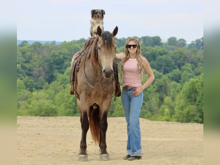 American Quarter Horse Mix Merrie 5 Jaar 163 cm Buckskin in Beaver Springs