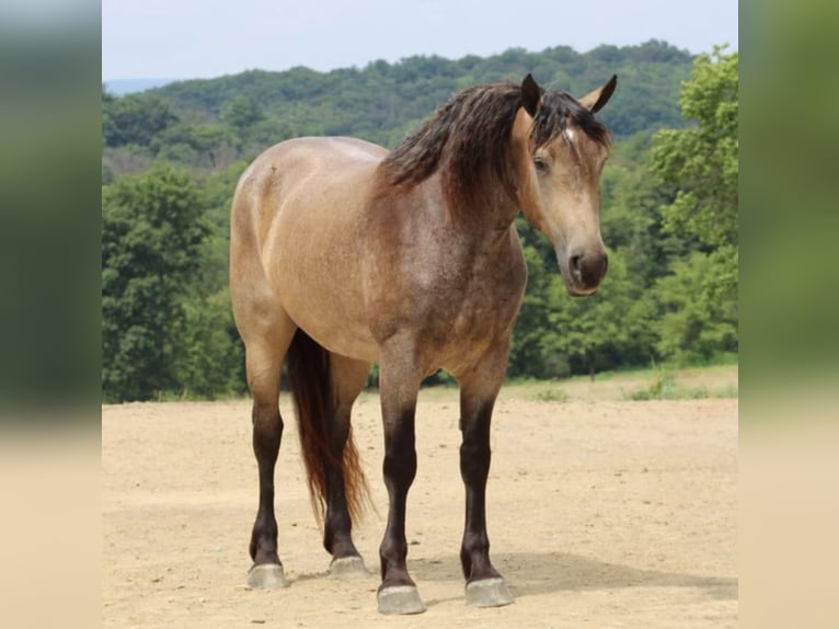 American Quarter Horse Mix Merrie 5 Jaar 163 cm Buckskin in Beaver Springs