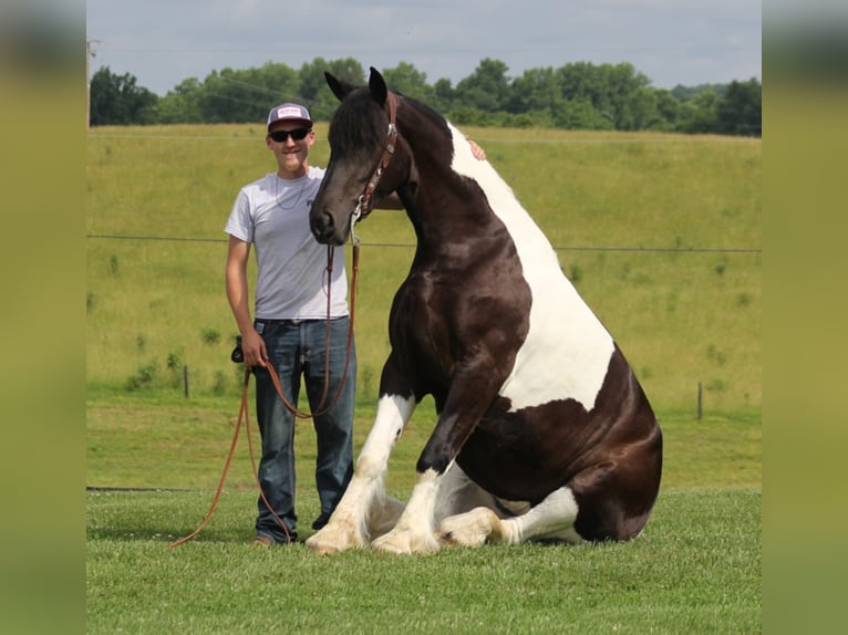 American Quarter Horse Merrie 5 Jaar 163 cm Tobiano-alle-kleuren in Whitley City, KY