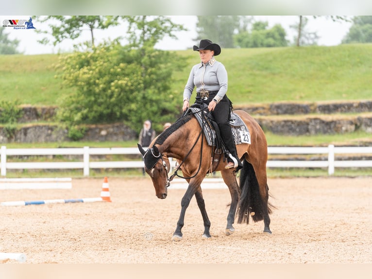 American Quarter Horse Merrie 5 Jaar 164 cm Bruin in SchifferstadtSchifferstadt