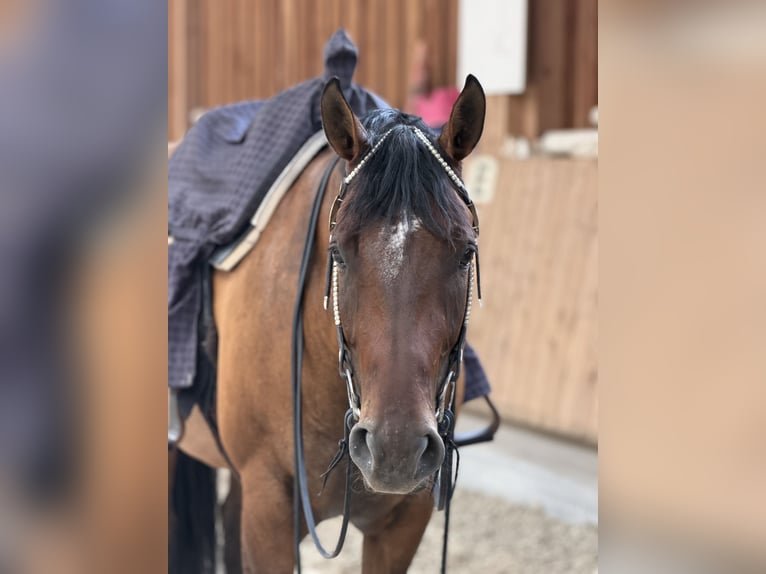 American Quarter Horse Merrie 5 Jaar 164 cm Bruin in SchifferstadtSchifferstadt