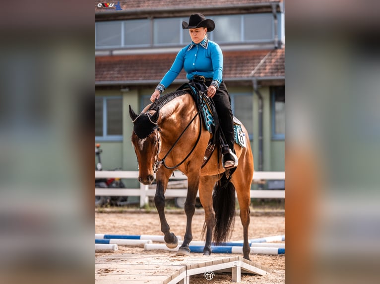 American Quarter Horse Merrie 5 Jaar 164 cm Bruin in SchifferstadtSchifferstadt