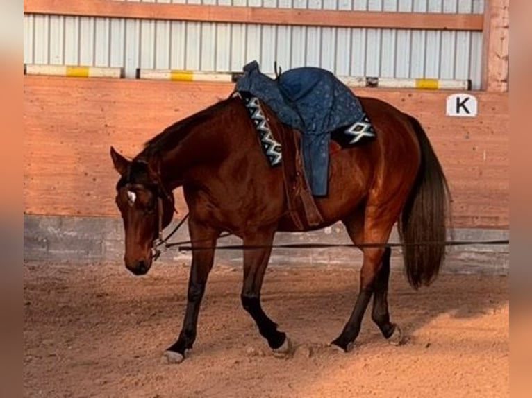 American Quarter Horse Merrie 5 Jaar 165 cm Bruin in Steyerberg